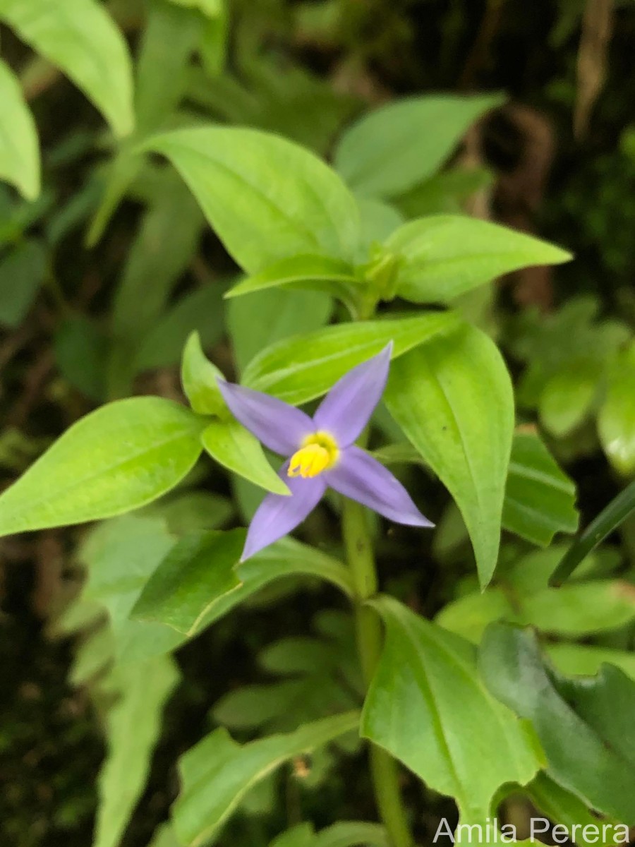 Exacum axillare Thwaites